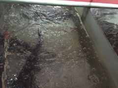 -老东北三江野生大鱼坊(登封店)