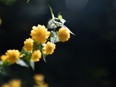 -秦岭天竺山景区