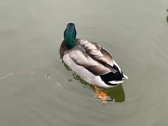 -合肥滨湖国家森林公园