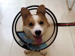 -喜多萌中农锦绣动物医院24H·猫科·牙科MRI·CT
