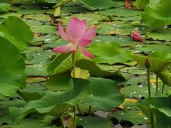 -羊亭河湿地公园