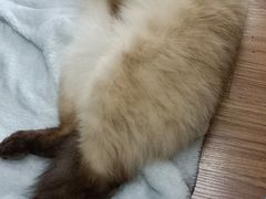 -三花喵·撸猫购宠·宠物生活馆(虹桥南丰城店)