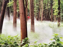 -溱湖国家湿地公园