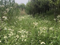 -广富林郊野公园