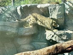 -青藏高原野生动物园