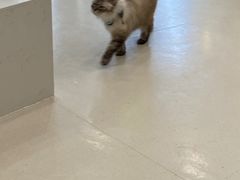 -共舞时光猫咖·狗咖(新街口店)