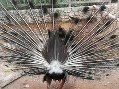 -美的鹭湖探索王国