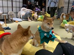 -逗柴咖啡屋·狗咖猫咖宠物桌游