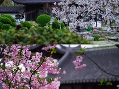 -莫愁湖公园