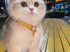 -猫岛主趣味餐厅(鼓浪屿店)