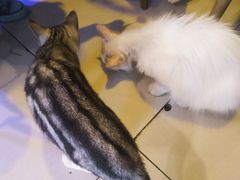 -平行世界·猫咖(首经贸店)