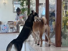 -共舞时光猫咖·狗咖(新街口店)