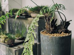 -植觉