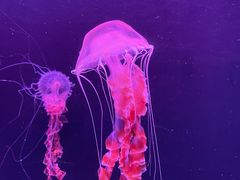-珠海长隆海洋王国