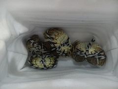 -小陆莲花蟹园农家乐(莲花岛店)
