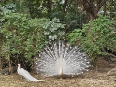 -广州长隆飞鸟乐园
