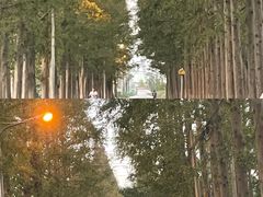 -上海长兴岛郊野公园