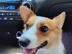 -宠福鑫康馨动物医院·骨科·眼科