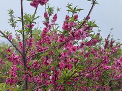 -北京西山国家森林公园