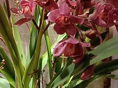 -松鹤楼·苏式汤面(虹桥天地店)