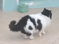-安格丽娜·狗咖·猫咖羊驼咖(春熙路百盛商场店)