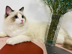 -欣宠猫屋·矮脚拿破仑·蓝金金渐层