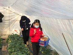 -青浦采草莓天天草莓园