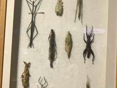 -陕西自然博物馆