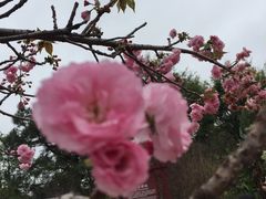 -天适樱花悠乐园