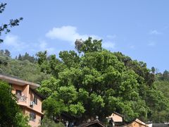 -杨家堂村