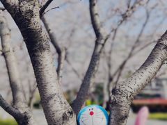 -高东镇樱花园