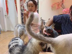 -李小姐の猫咖啡馆(五角场店)