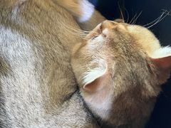 -萌兽医馆·宠物医院·猫骨科(创景店)