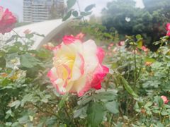 -人民公园(罗湖区)