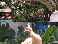 -正佳雨林生态植物园