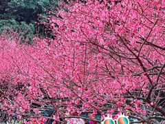 -重庆彩云湖湿地公园