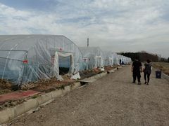 -喜杨洋草莓采摘园