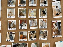 -是阿柴呀！柴犬咖啡·爱喵喵猫咖