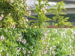 -颐和路民国时期公馆风貌区