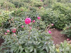 -曹州百花园