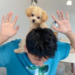 -YESIDO椰岛造型烫发染发