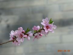 -北宫国家森林公园