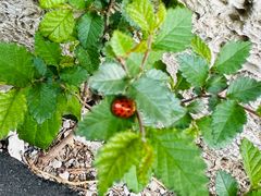 -响堂山石窟-北响堂山石窟