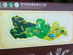 -西双版纳原始森林公园