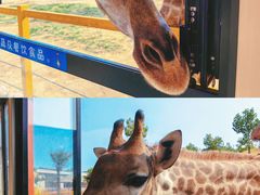 -西霞口神雕山野生动物世界