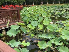 -荷塘月色湿地公园·向阳花洲