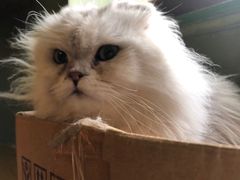 -猫猫幼稚园·撸猫·桌游·电玩