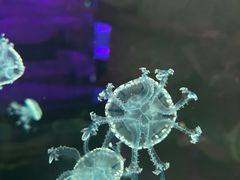 -北海海底世界