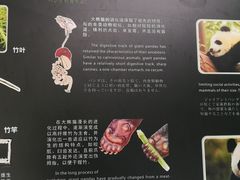 展板-成都大熊猫繁育研究基地