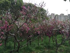 -南汇桃花村